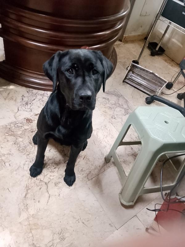 ✨ BRANDO, IL CUCCIOLO CHE HA SCELTO LA SUA SALVEZZA ✨ Foto 8